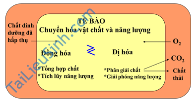 Tóm tắt lý thuyết BÀI 23: QUÁ TRÌNH TỔNG HỢP VÀ PHÂN GIẢI CÁC CHẤT Ở VI SINH VẬT - Sinh 10