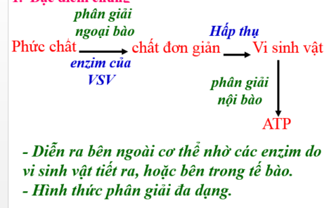 Tóm tắt lý thuyết BÀI 23: QUÁ TRÌNH TỔNG HỢP VÀ PHÂN GIẢI CÁC CHẤT Ở VI SINH VẬT - Sinh 10