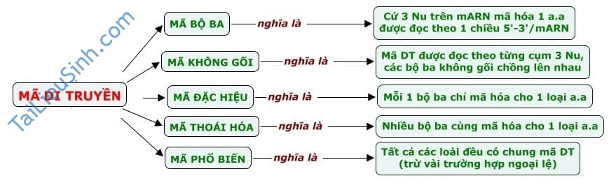 Tóm tắt lý thuyết Bài 1: GEN, MÃ DI TRUYỀN VÀ QUÁ TRÌNH NHÂN ĐÔI ADN - SINH HỌC 12