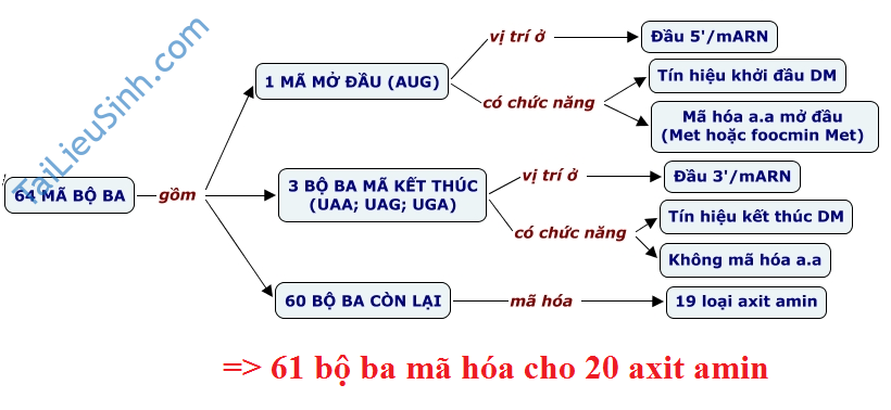 Tóm tắt lý thuyết Bài 1: GEN, MÃ DI TRUYỀN VÀ QUÁ TRÌNH NHÂN ĐÔI ADN - SINH HỌC 12