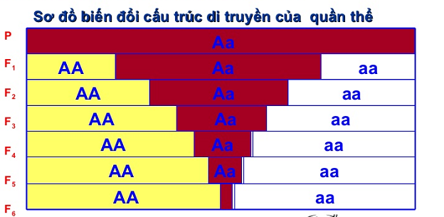 TRẮC NGHIỆM BÀI 16 - 17: CẤU TRÚC DI TRUYỀN CỦA QUẦN THỂ - SINH HỌC 12