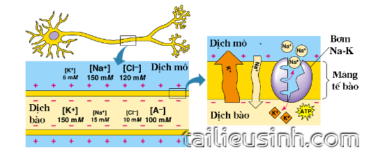 BÀI 28 - ĐIỆN THẾ NGHỈ - GIÁO ÁN TRÌNH CHIẾU SINH HỌC 11