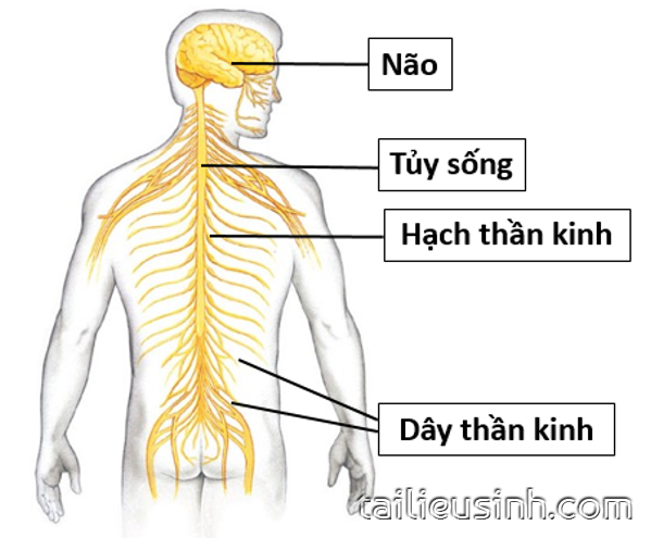 BÀI 27 - CẢM ỨNG Ở ĐỘNG VẬT (tiếp theo)- GIÁO ÁN TRÌNH CHIẾU SINH 11