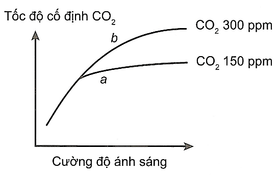 QUANG HỢP Ở THỰC VẬT - [Trắc nghiệm Sinh 11]