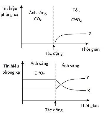 QUANG HỢP Ở THỰC VẬT - [Trắc nghiệm Sinh 11]