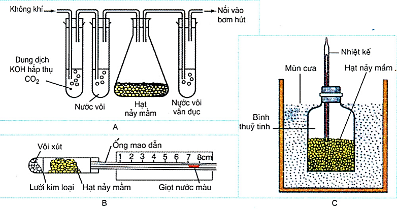 BÀI 6: HÔ HẤP Ở THỰC VẬT - [Trắc nghiệm Sinh 11 - kết nối tri thức và cuộc sống]