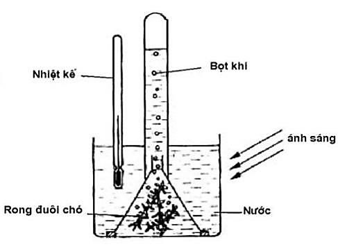 BÀI 6: HÔ HẤP Ở THỰC VẬT - [Trắc nghiệm Sinh 11 - kết nối tri thức và cuộc sống]