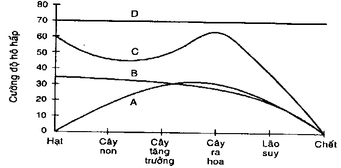 BÀI 6: HÔ HẤP Ở THỰC VẬT - [Trắc nghiệm Sinh 11 - kết nối tri thức và cuộc sống]