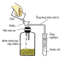 BÀI 6: HÔ HẤP Ở THỰC VẬT - [Trắc nghiệm Sinh 11 - kết nối tri thức và cuộc sống]