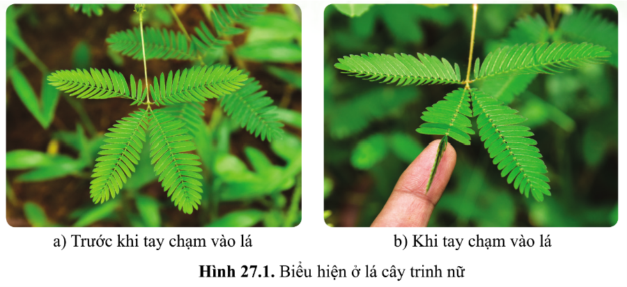 KHÁI QUÁT VỀ CẢM ỨNG Ở SINH VẬT - [Trắc nghiệm Sinh 11 - Chương trình 2018]