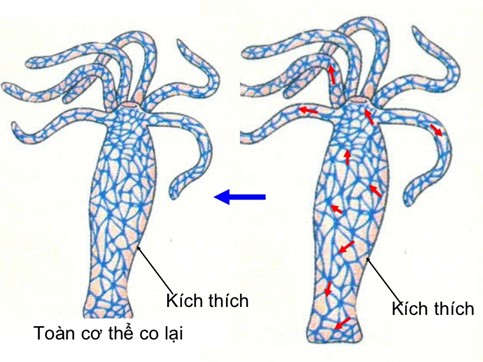 CẢM ỨNG Ở ĐỘNG VẬT - [Trắc nghiệm Sinh 11 - Chương trình 2018]