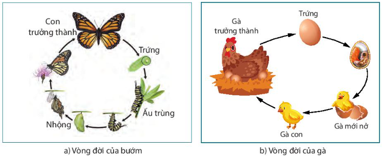 SINH TRƯỞNG VÀ PHÁT TRIỂN Ở ĐỘNG VẬT- [Trắc nghiệm Sinh 11 - Chương trình 2018]