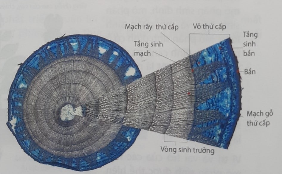 SINH TRƯỞNG VÀ PHÁT TRIỂN Ở THỰC VẬT - [Trắc nghiệm Sinh 11 - Chương trình 2018]