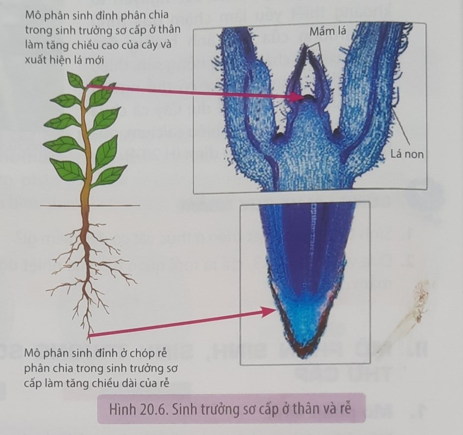 SINH TRƯỞNG VÀ PHÁT TRIỂN Ở THỰC VẬT - [Trắc nghiệm Sinh 11 - Chương trình 2018]