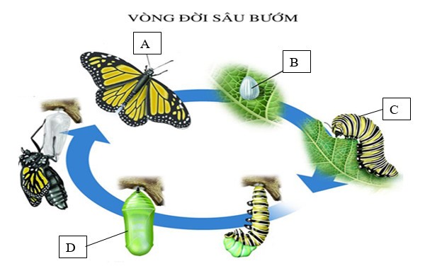 SINH TRƯỞNG VÀ PHÁT TRIỂN Ở ĐỘNG VẬT- [Trắc nghiệm Sinh 11 - Chương trình 2018]