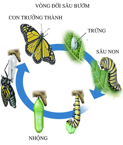 SINH TRƯỞNG VÀ PHÁT TRIỂN Ở ĐỘNG VẬT- [Trắc nghiệm Sinh 11 - Chương trình 2018]