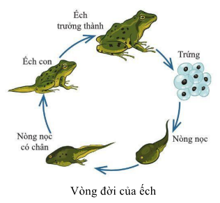 SINH TRƯỞNG VÀ PHÁT TRIỂN Ở ĐỘNG VẬT- [Trắc nghiệm Sinh 11 - Chương trình 2018]