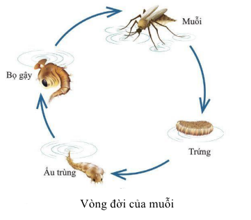 SINH TRƯỞNG VÀ PHÁT TRIỂN Ở ĐỘNG VẬT- [Trắc nghiệm Sinh 11 - Chương trình 2018]