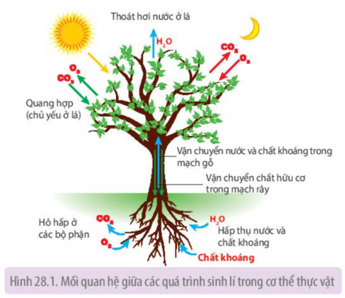 MỐI QUAN HỆ GIỮA CÁC QUÁ TRÌNH SINH LÍ TRONG CƠ THỂ SINH VẬT - [Trắc nghiệm Sinh 11 - Chương trình 2018]