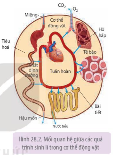 MỐI QUAN HỆ GIỮA CÁC QUÁ TRÌNH SINH LÍ TRONG CƠ THỂ SINH VẬT - [Trắc nghiệm Sinh 11 - Chương trình 2018]