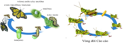 BÀI 22: SINH TRƯỞNG VÀ PHÁT TRIỂN Ở ĐỘNG VẬT - [Trắc nghiệm Sinh 11]