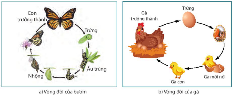 BÀI 22: SINH TRƯỞNG VÀ PHÁT TRIỂN Ở ĐỘNG VẬT - [Trắc nghiệm Sinh 11]