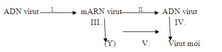 Bài 24. Khái quát về virus - [Trắc nghiệm Sinh 10]