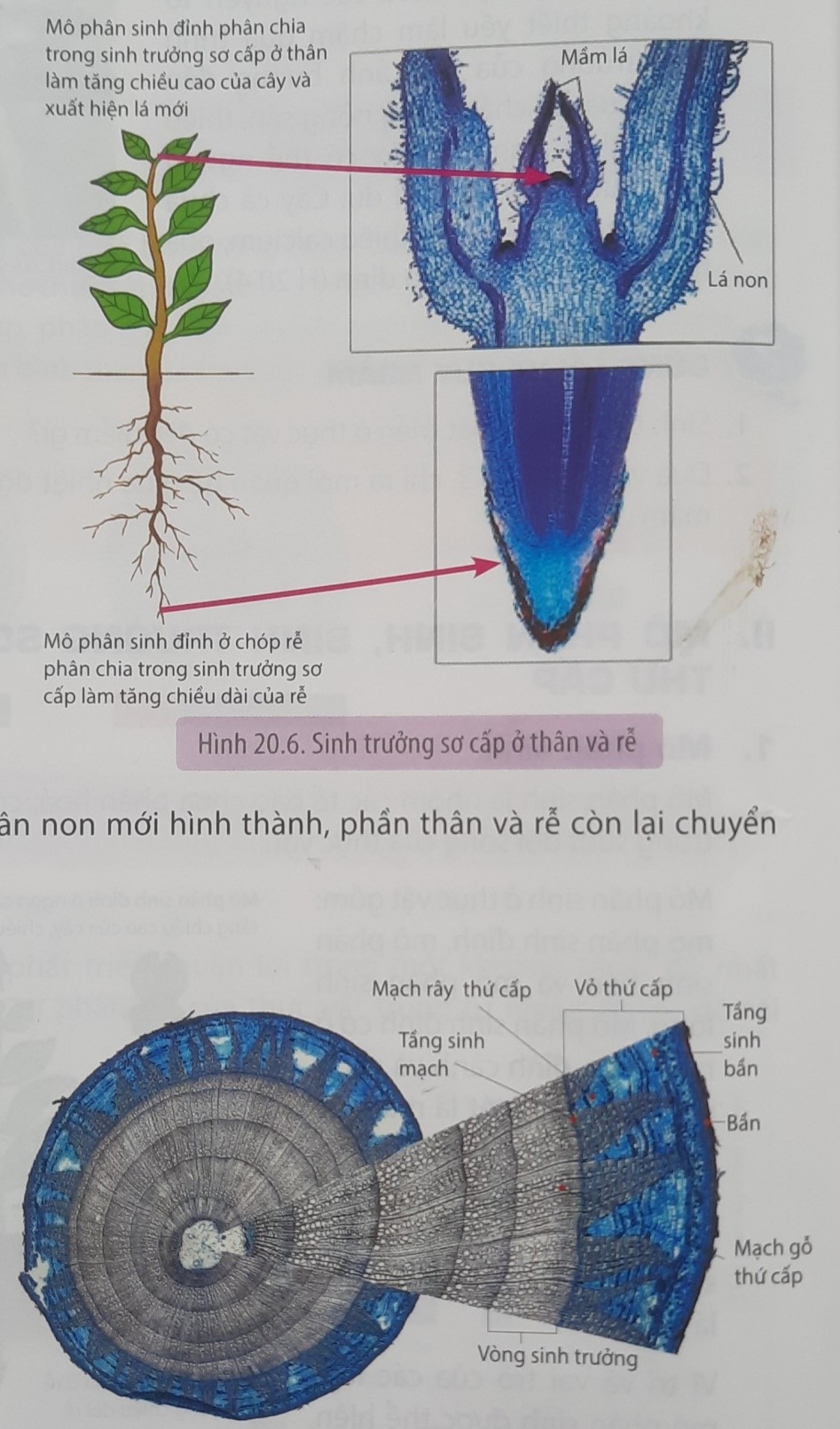 BÀI 20: SINH TRƯỞNG VÀ PHÁT TRIỂN Ở THỰC VẬT - [Trắc nghiệm Sinh 11]