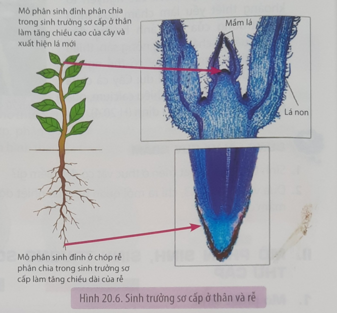 BÀI 20: SINH TRƯỞNG VÀ PHÁT TRIỂN Ở THỰC VẬT - [Trắc nghiệm Sinh 11]