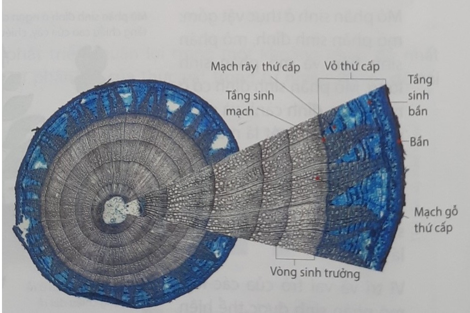 BÀI 20: SINH TRƯỞNG VÀ PHÁT TRIỂN Ở THỰC VẬT - [Trắc nghiệm Sinh 11]