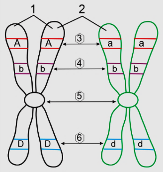 ĐỀ KIỂM TRA ĐỊNH KÌ HỌC KÌ I - [Trắc nghiệm Sinh 12]