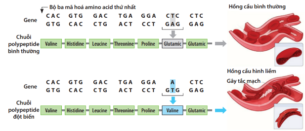 ĐỀ KIỂM TRA ĐỊNH KÌ HỌC KÌ I - [Trắc nghiệm Sinh 12]