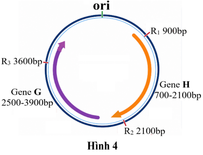 ĐỀ TUYỂN SINH 2026 MÔN SINH HỌC TỈNH HÀ TĨNH